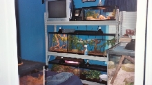 Snake Room
