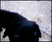 My rott German sheperd and the dad might have been a pit