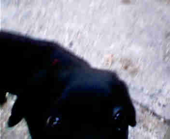 My rott German sheperd and the dad might have been a pit