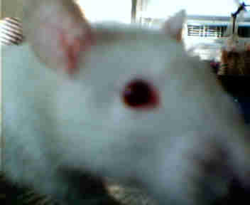 snake food