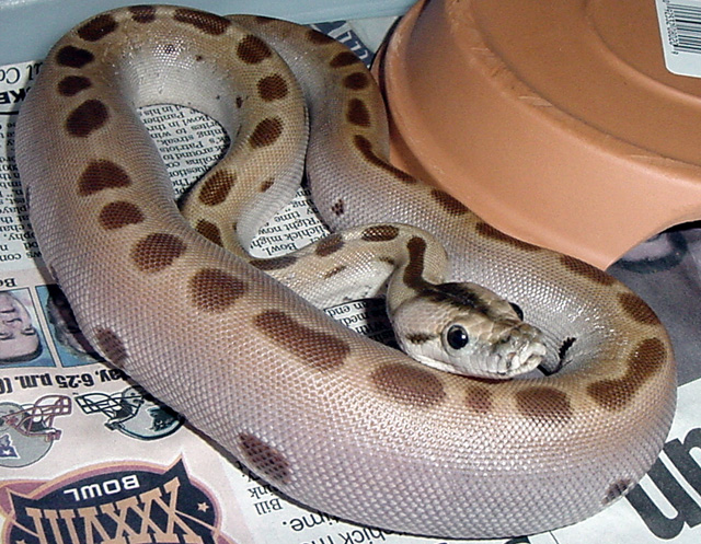 Baby Green