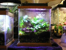 5 Gallon Dart Frog Terrarium