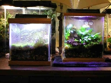 Two Small Dart Terrariums