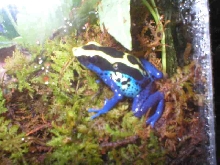 D. Tinc Surinam cobalt