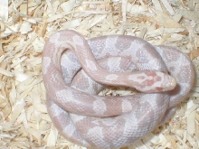 Kandy (Snow Corn)