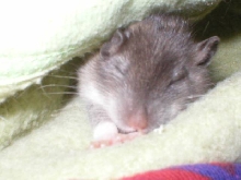 Mouse 19 days old