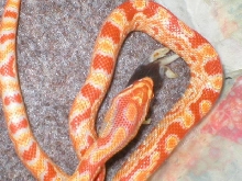 Muffin Eating dinner