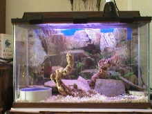 Corn Snake Cage