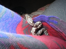 Snake in pocket 2