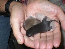 Socks, Mouse & Silver