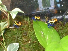 My baby cobalt froglets