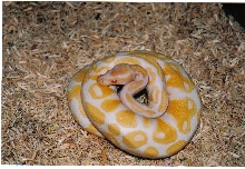 Albino Ball Python