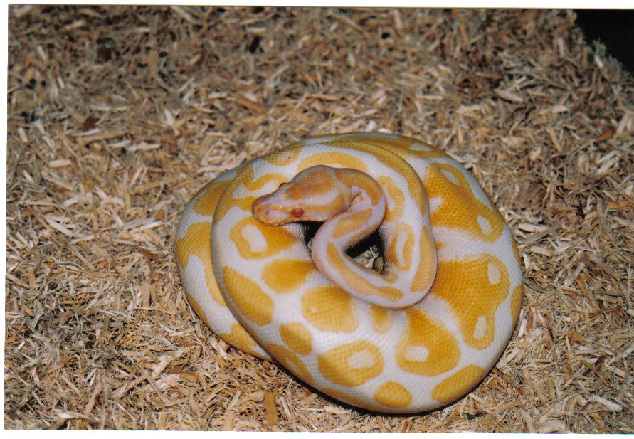 Albino Ball Python