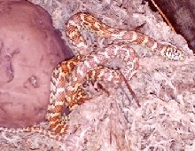 01hypo