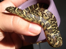 fave2011 kig