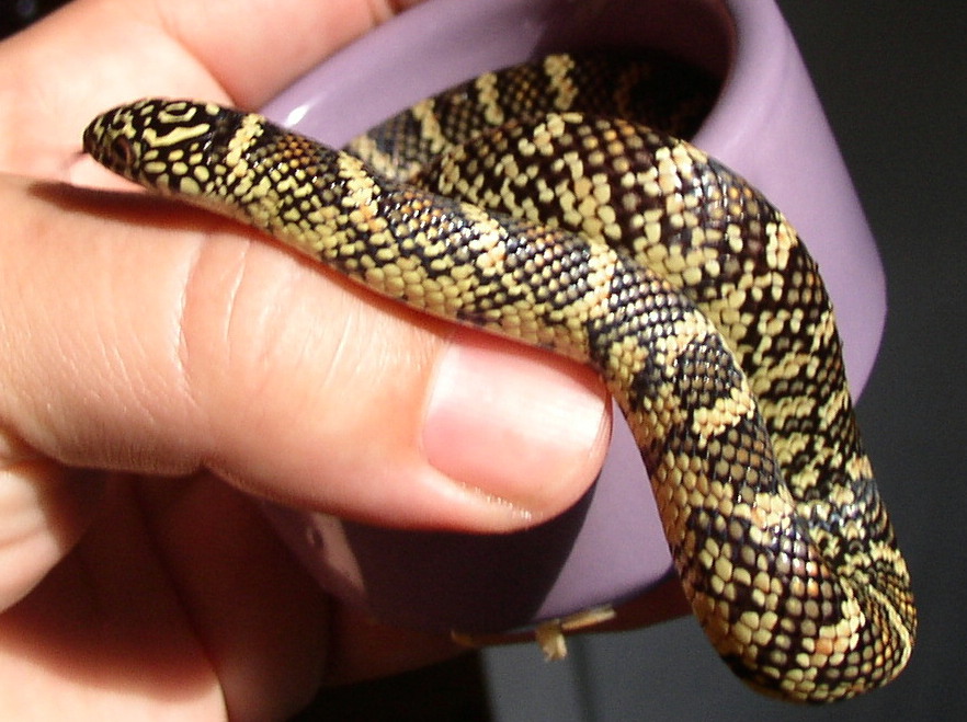 fave2011 kig