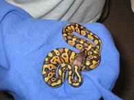 04 Pastel Female Sibling