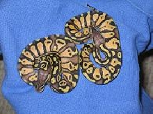 Another Couple Females