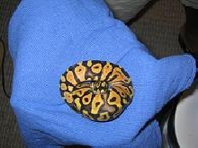 04' MALE PASTEL MALE CLUTCH#1