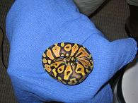04' MALE PASTEL MALE CLUTCH#1