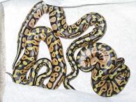 04' Pastel Female Siblings clutch#1