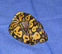 04' MALE PASTEL CLUTCH#1 WITH SHED ON HEAD