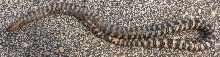mud belly