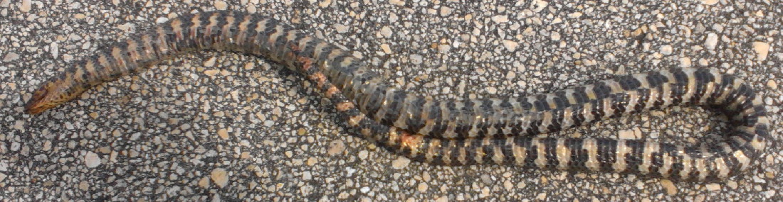 mud belly