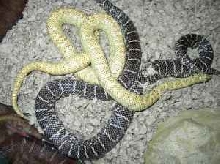anery x hypo