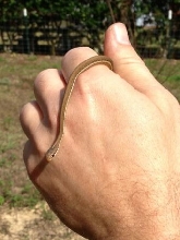 baby ribbon