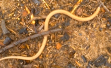 crown snake on ground