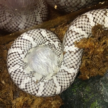713a