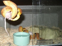 rat snakes feeding