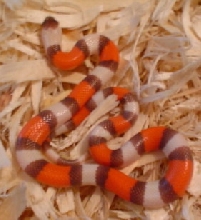 hypo pueblan (falcon photo)