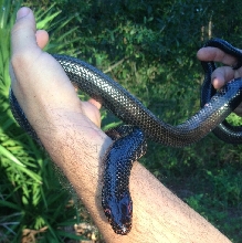mud snake