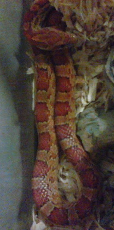 Pasco County corn snake