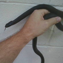 racer in hand
