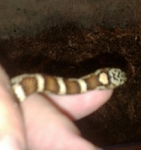 neck shield hypo