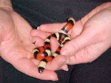 Female het for apricot pueblan