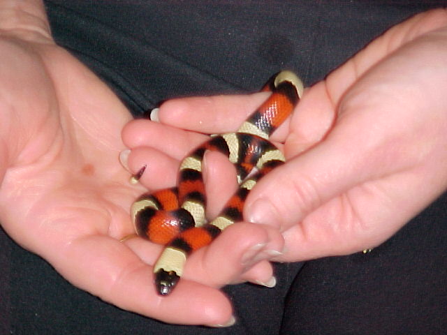 Female het for apricot pueblan