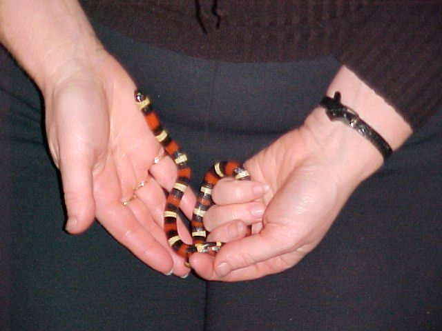 Male Apricot Pueblan