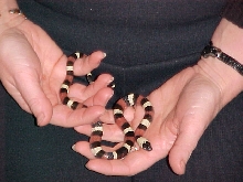 Male Het for Apricot Pueblan