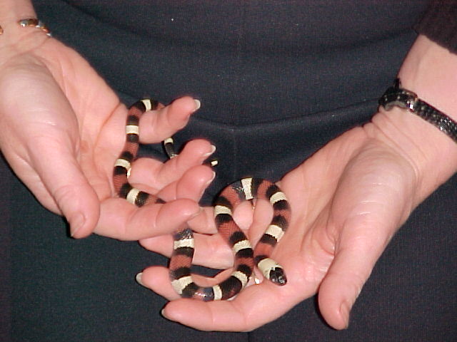 Male Het for Apricot Pueblan