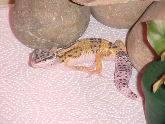 Sahara