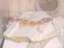 Savanna