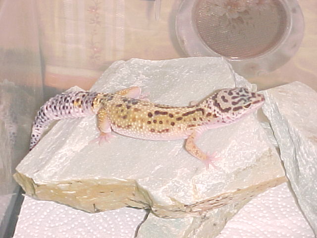 Savanna
