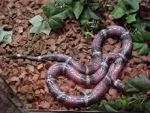 Sinaloan Milksnake about to shed