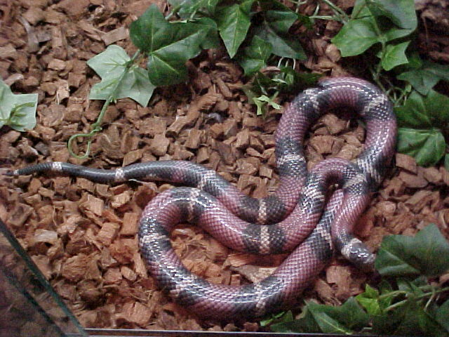 Sinaloan Milksnake about to shed