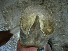 hoof distortion