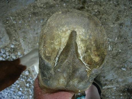 hoof distortion
